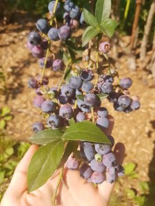 A hand touches a bundle of organic blueberries, still on the bush